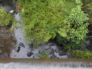 There still isn't much water to be seen in this part of Brooks Creek.